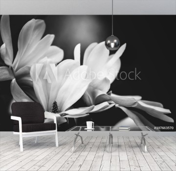 Bild på magnolia flower on a black background